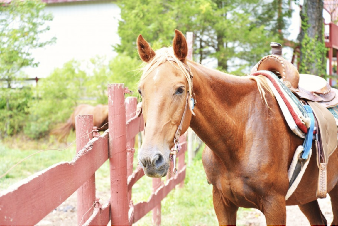 Sunny Farms North - horseback riding Dahlonega Georgia
