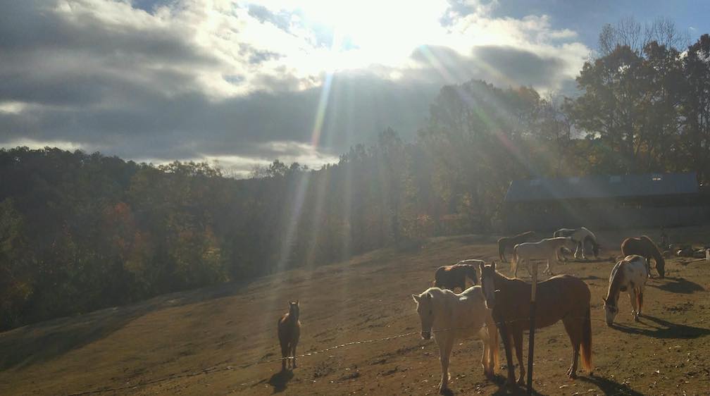 Georgia Frontiers - horseback riding Canton GA