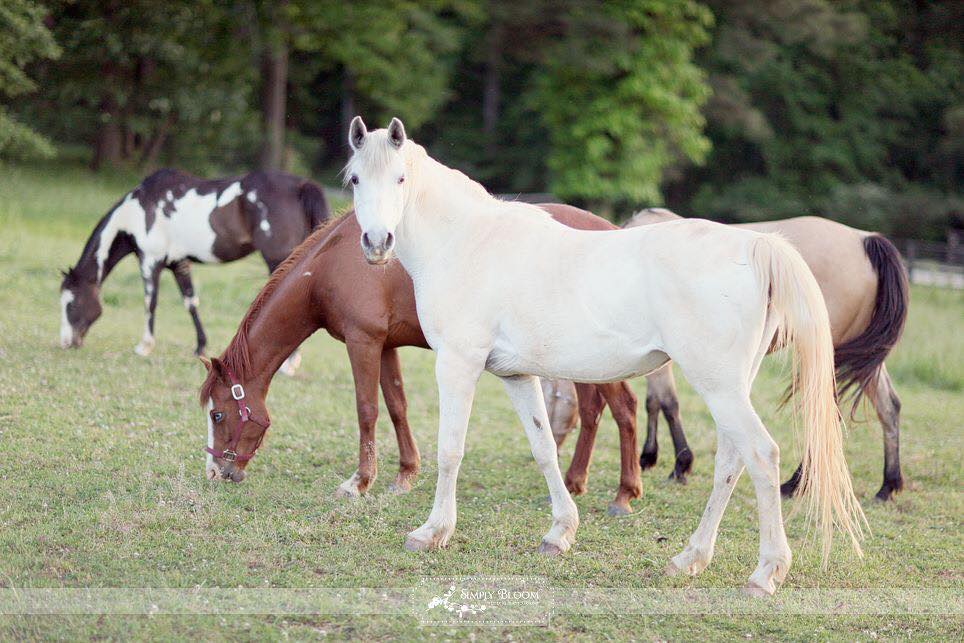 Serenbe Trial Riding