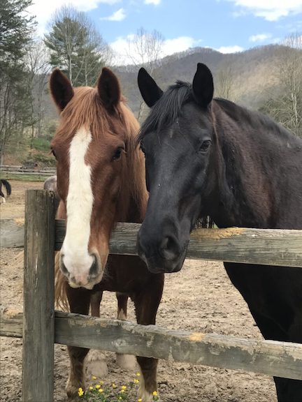 Trackrock Stables - horseback riding Blairsville GA