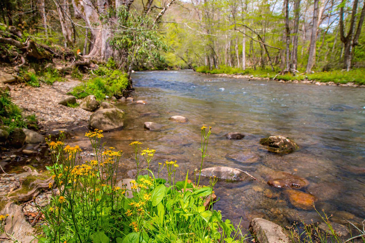 Oconaluftee River Trail at Great Smoky Mountains National Park in Cherokee NC