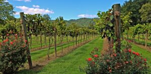 Best NC Wineries Vineyards