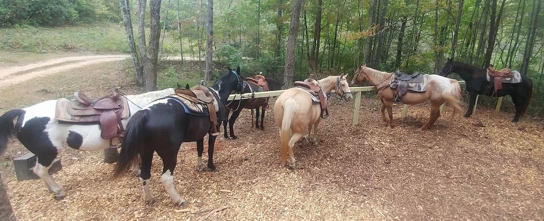 Cowgirl Up Stables - horseback riding near Blue Ridge GA