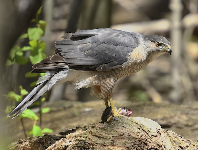 Cooper's Hawk - hawks of Georgia