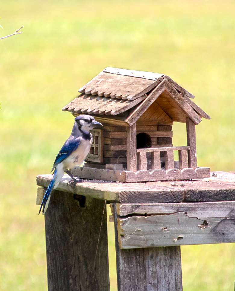 Blue Jay - blue birds of Georgia