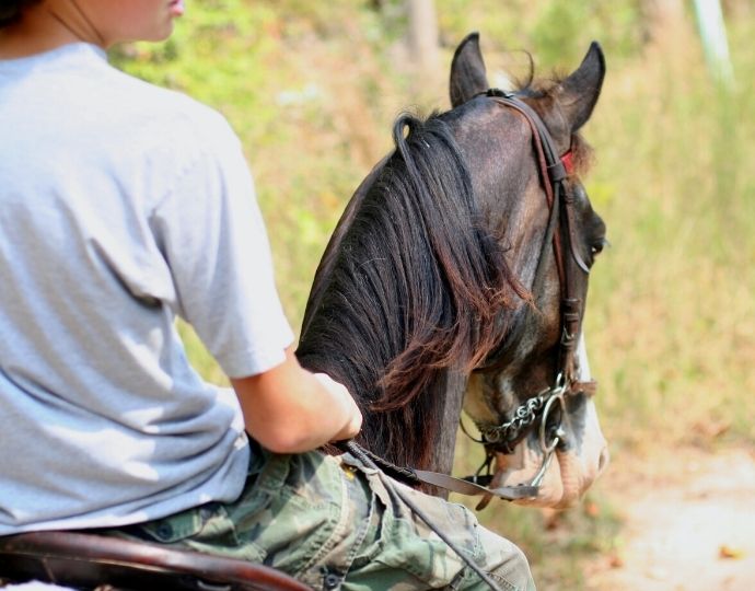Horse on Trail -Nantahala camping