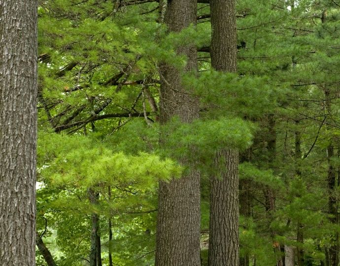 Eastern White Pine Commonly found in the Blue Valley Experimental Forest 