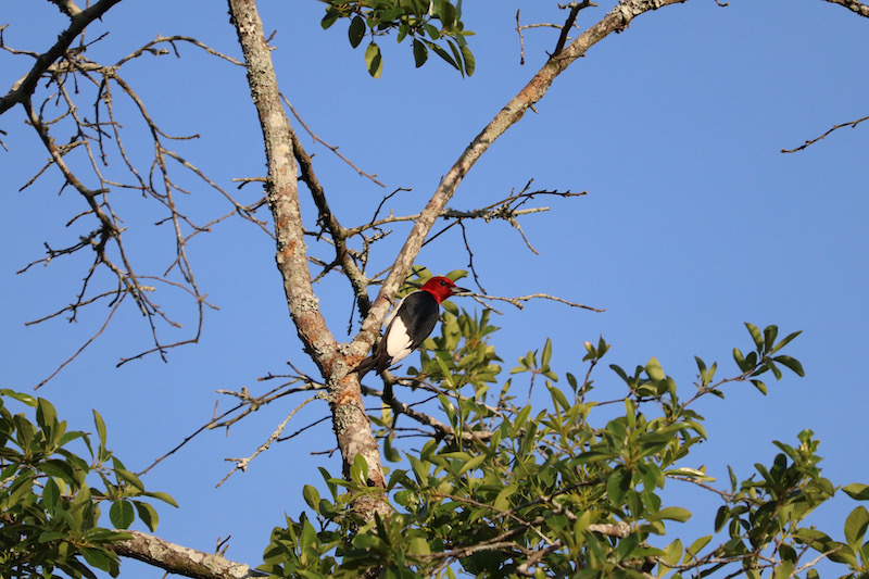 Red-headed Woodpecker in Georgia