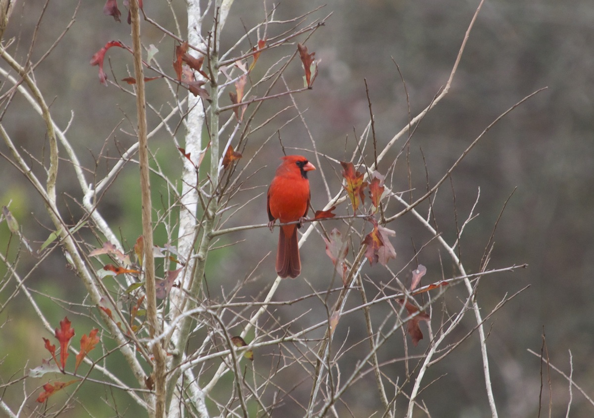 Northern Cardinal - red birds in Georgia