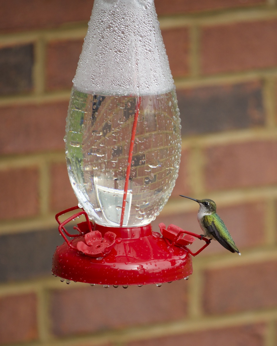 Red-throated Hummingbirds in Georgia