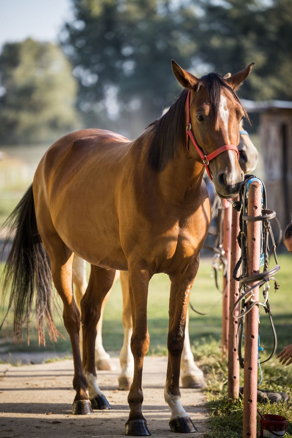 Tethered Horse - Nantahala National Forest campgrounds