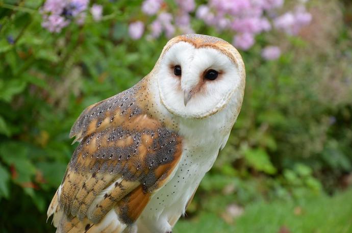 Barn Owl -Georgia owls