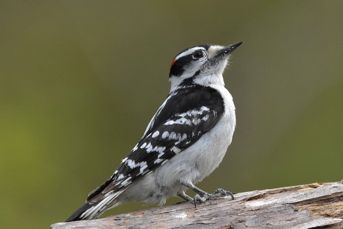  Downy Woodpecker in GA