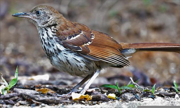 Brown Thrasher - state bird of Georgia