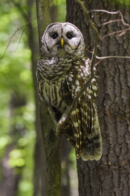 barred owls in Georgia