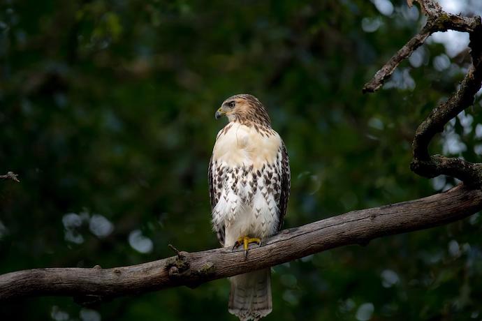 Red-Tailed Hawks in Georgia