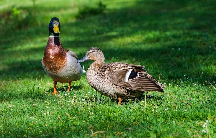 Mallards - Georgia ducks