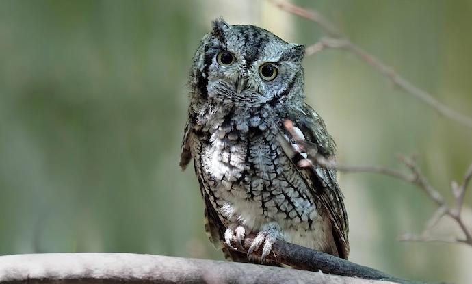 Eastern Screech Owl in TN