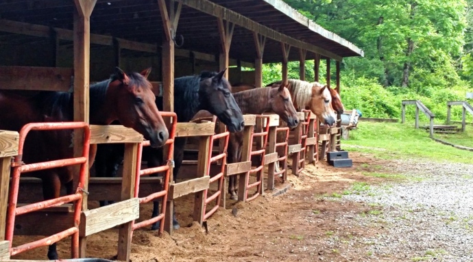 Pisgah Forest Stables in NC