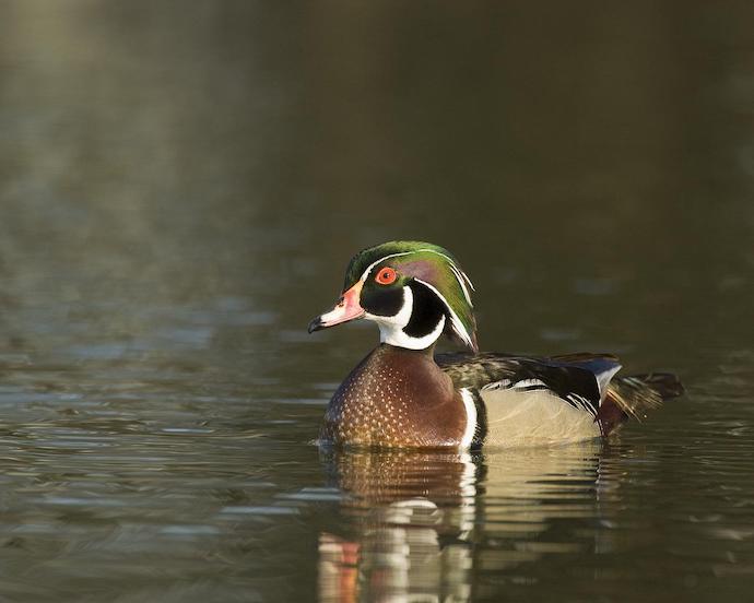 Ducks in Tennessee - Wood Duck