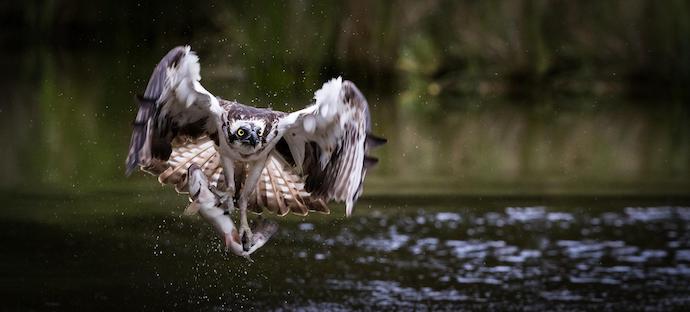 Osprey -Birds of Prey in Georgia
