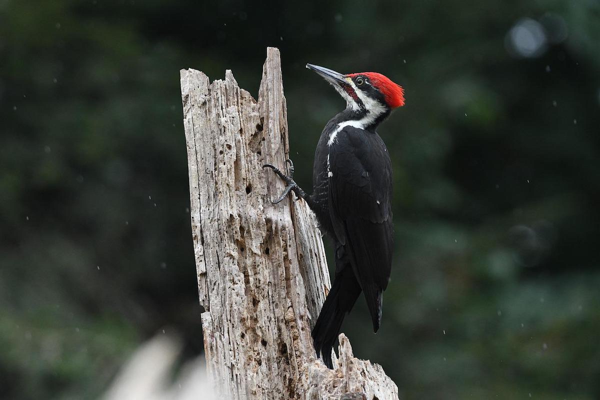 woodpeckers in Georgia 