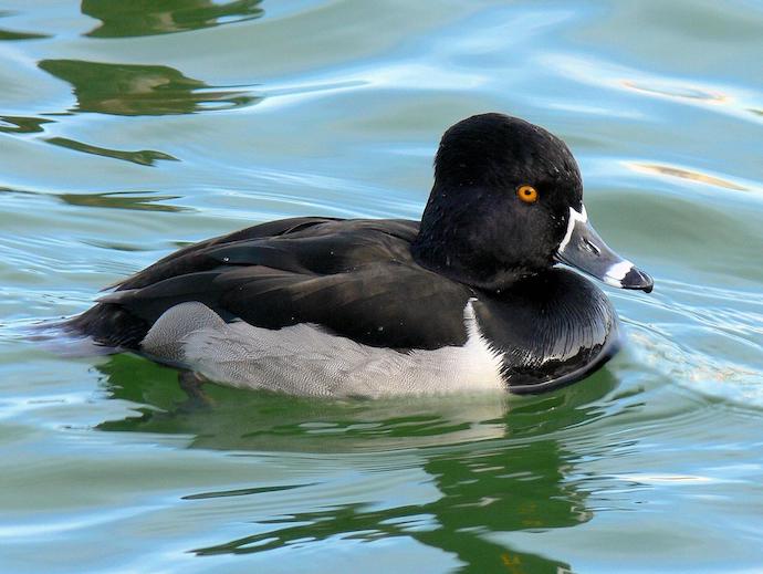 Ring-necked Ducks of Georgia