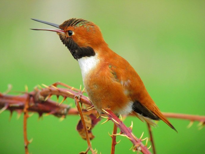 Rufous Hummingbird