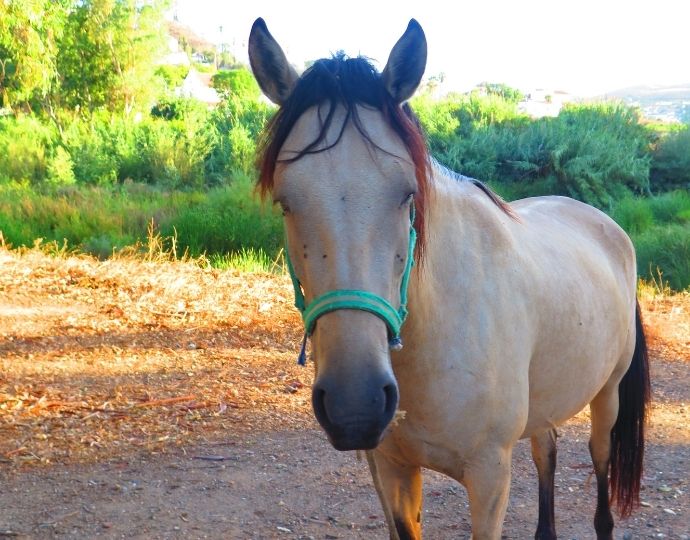 Tethered horse