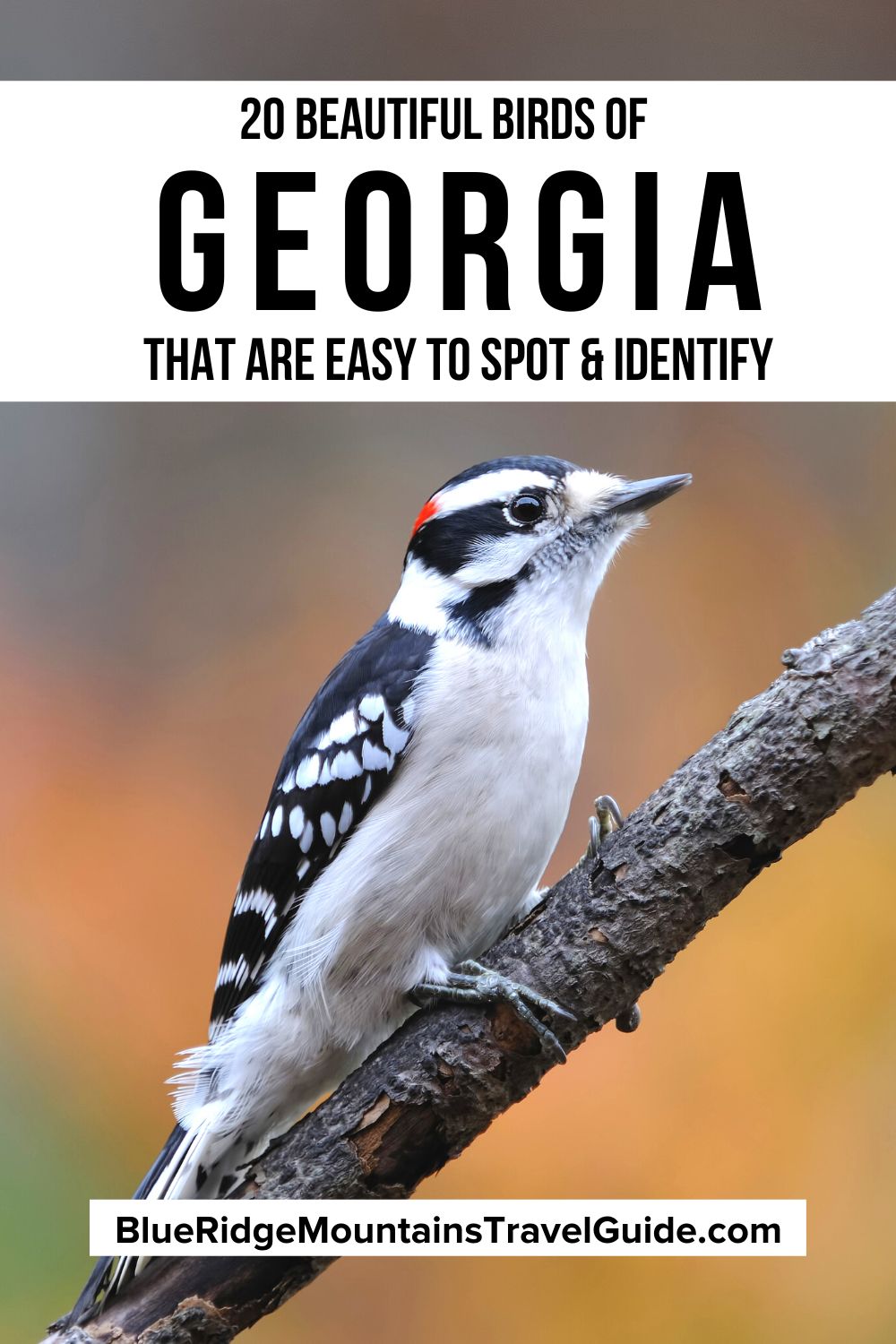 20 Beautiful Birds of Georgia that you're most likely to see, including info on identifying each species and their diet and habitat. | state bird of georgia | woodpeckers in georgia | Georgia Birds | hummingbirds in georgia | owls in georgia | backyard birds in georgia | yellow birds in georgia | backyard birds of georgia | common birds in georgia | birds common to georgia | red birds in georgia | north georgia birds | blue birds of georgia | birds of prey in georgia | common birds of georgia |