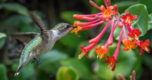 Birds of GA - Ruby-Throated Hummingbird