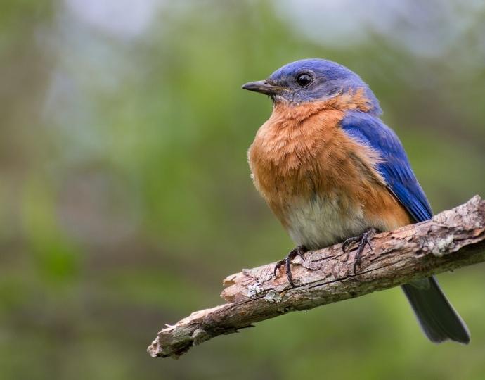 Eastern Bluebird in Georgia