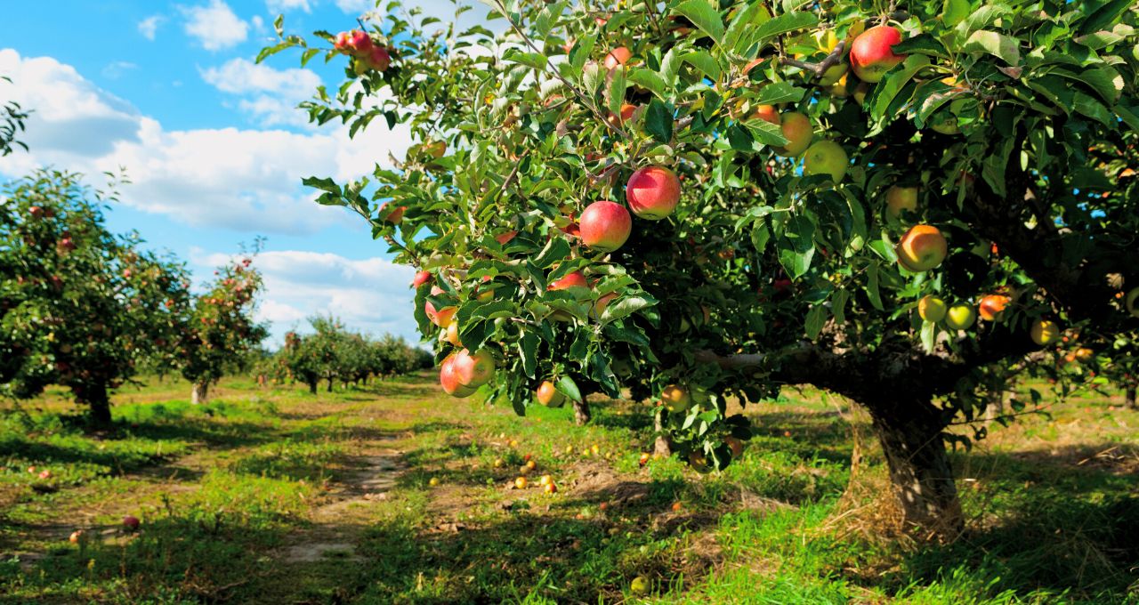 Ellijay GA Apple Orchards