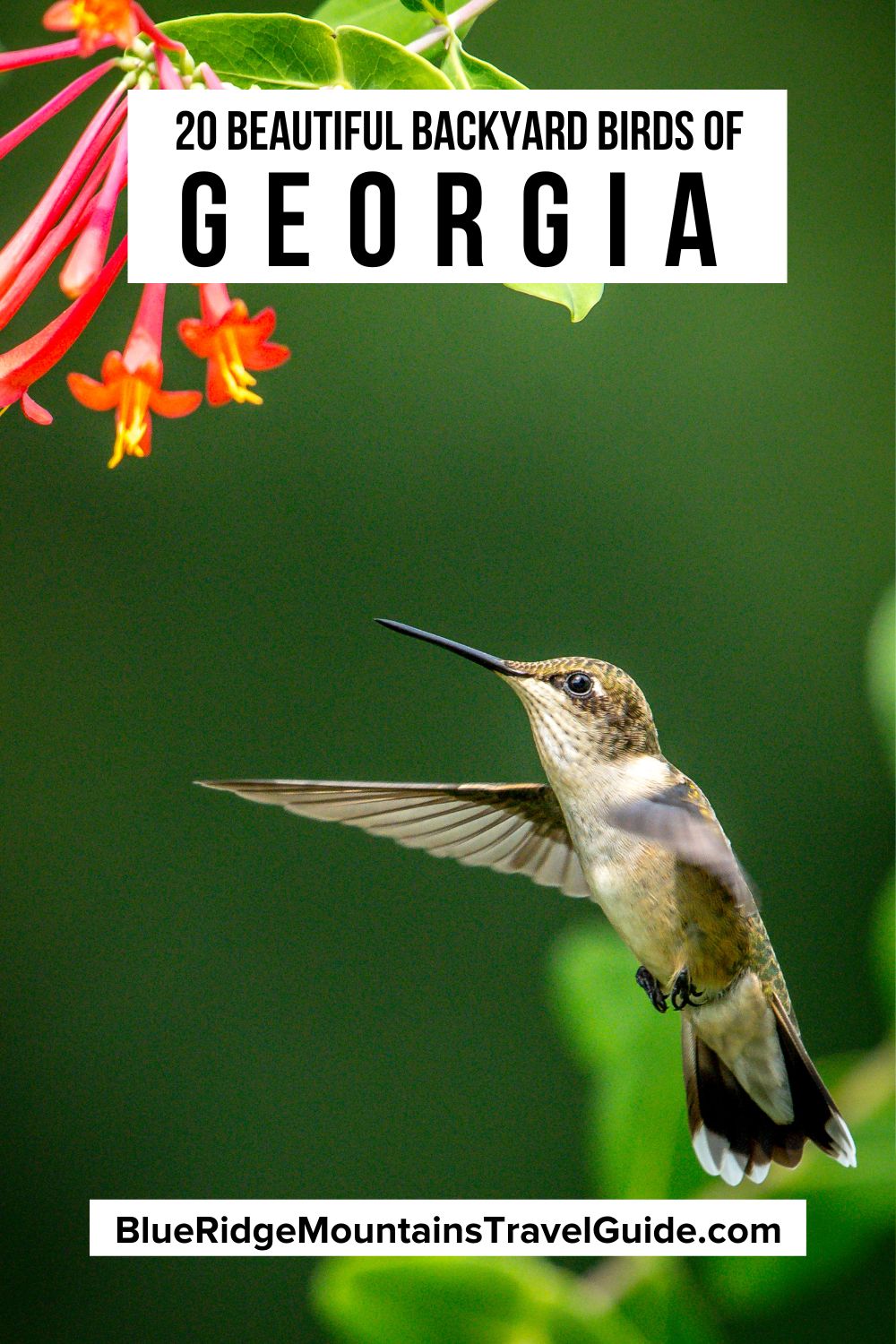 20 Beautiful Birds of Georgia that you're most likely to see, including info on identifying each species and their diet and habitat. | state bird of georgia | woodpeckers in georgia | Georgia Birds | hummingbirds in georgia | owls in georgia | backyard birds in georgia | yellow birds in georgia | backyard birds of georgia | common birds in georgia | birds common to georgia | red birds in georgia | north georgia birds | blue birds of georgia | birds of prey in georgia | common birds of georgia |