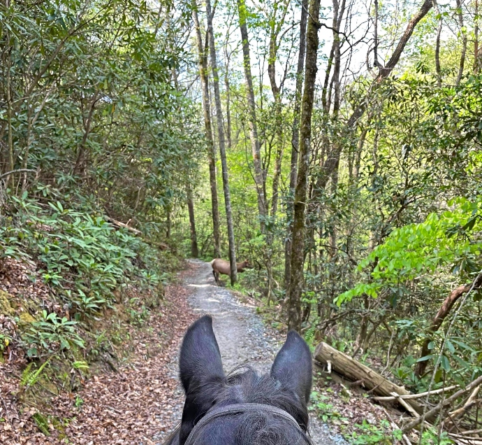 Horseback Riding in Cherokee NC
