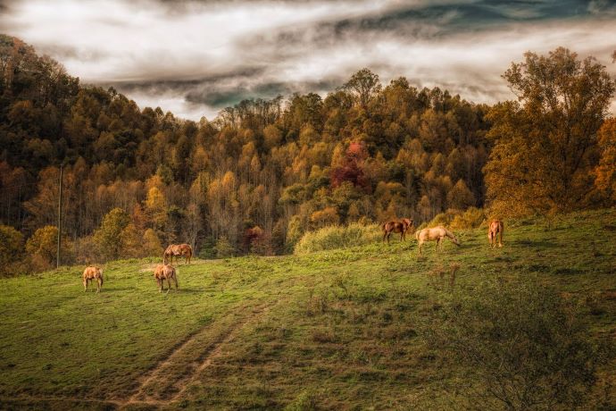 NC horseback riding-Dutch Creek Trails