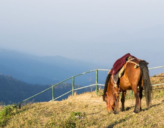 NC Mountains horseback riding