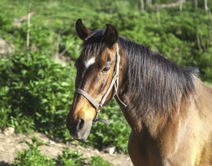 Horse in the forest
