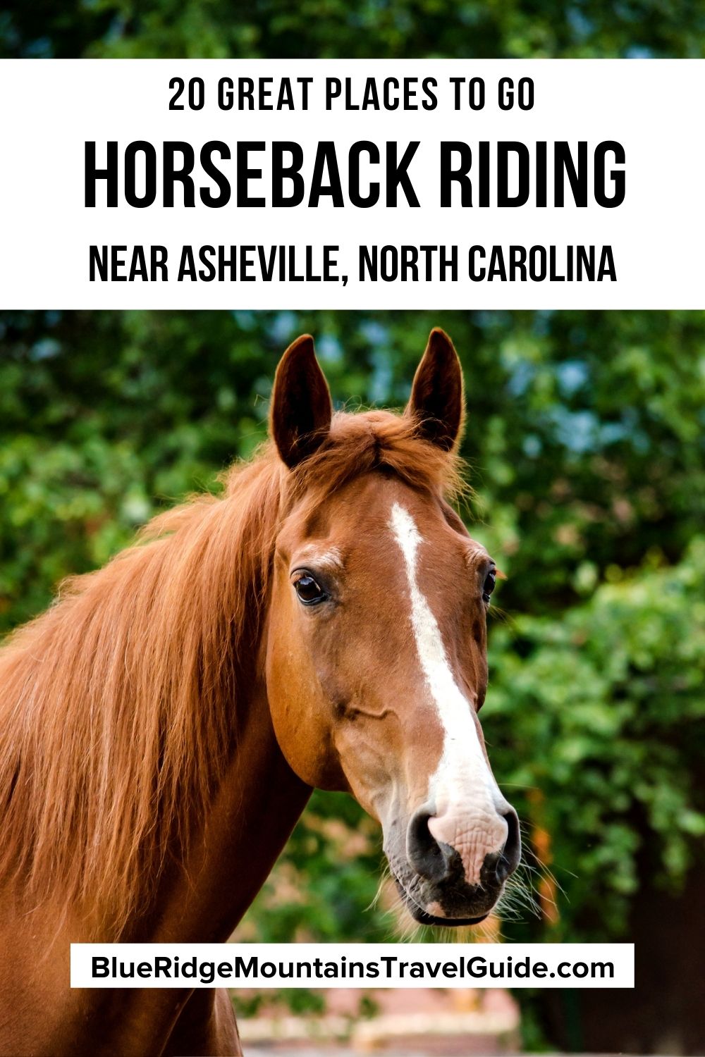 Whether you have your own horses or are new to riding horses, these are the top places for horseback riding in/near Asheville NC. | Asheville horseback riding | horseback riding in boone nc | horseback riding in north carolina | horseback riding in cherokee nc | horseback riding in bryson city NC | horseback riding in hendersonville nc | horseback riding in blowing rock nc | horseback riding| horseback riding in nc mountains | horse riding in asheville nc | horseback riding near bryson city nc |