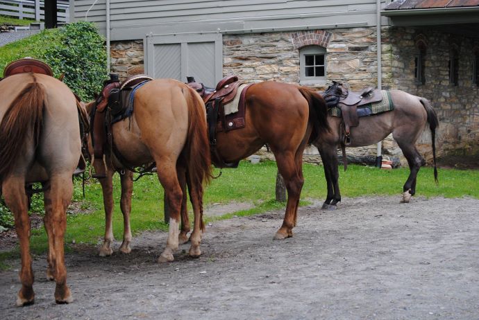 Horseback Riding in Boone NC -Vx3 Trail Rides