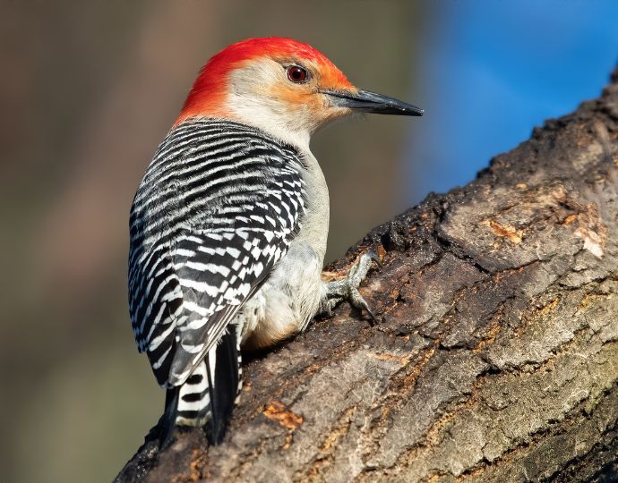 Georgia Woodpeckers - Red Bellied Woodpecker