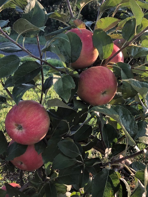 Marker Miller Orchards - apple picking in northern Virginia