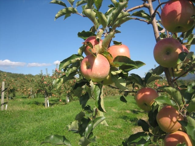 Dickie Brothers Orchard - apple orchards in VA