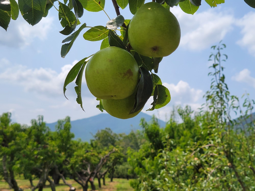 Gross’ Orchard - Virginia apple orchards