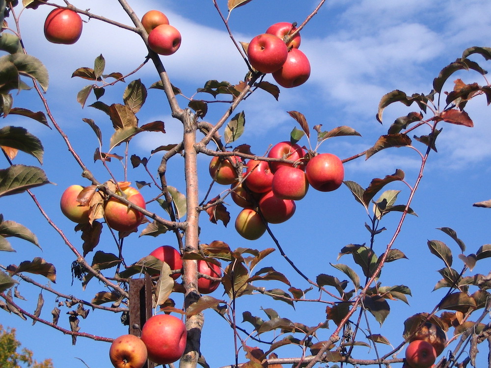 Carter Mountain Orchard - apple picking in VA