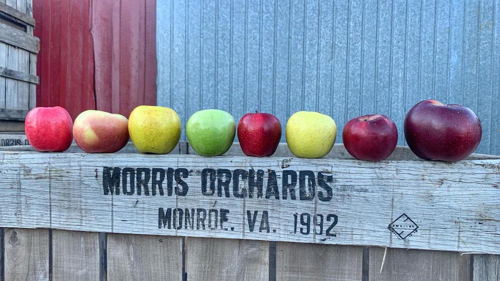 Morris Orchard - VA apple picking 