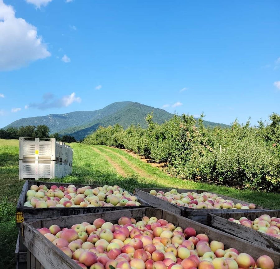 Silver Creek Orchard - apple orchards in Virginia 