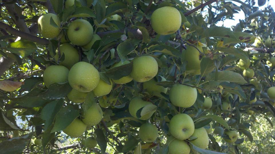 Stribling Orchard - Virginia apple orchard