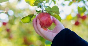Apple Picking in Virginia
