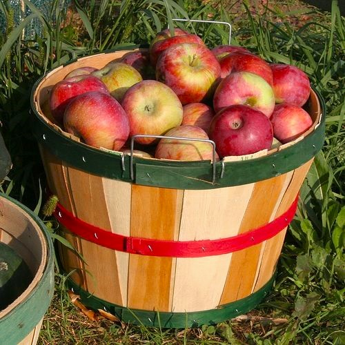 orchard Virginia apples - Crooked Run Orchard